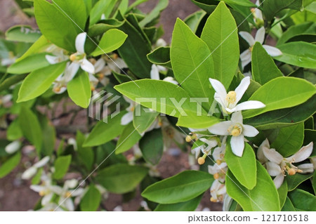 Orchid flowers Orchid flowers 121710518