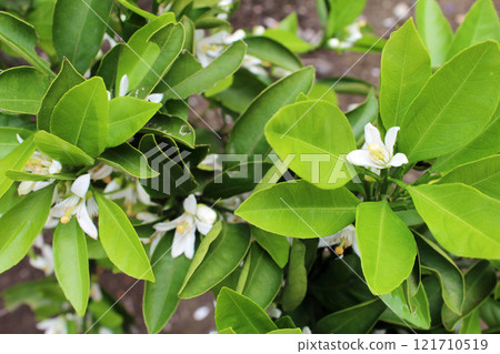 Orchid flowers Orchid flowers 121710519