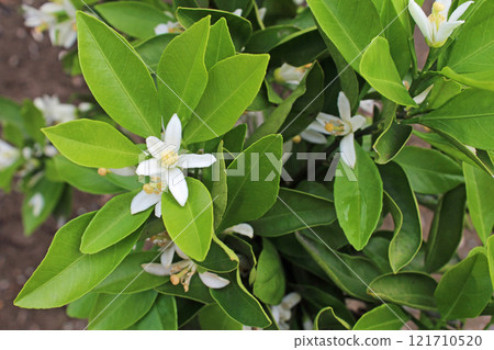 Orchid flowers Orchid flowers 121710520