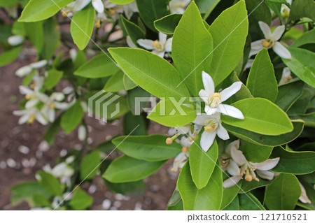 Orchid flowers Orchid flowers 121710521