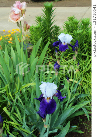 German iris German iris 121710541