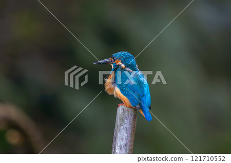 Kingfisher perched on a pile Kingfisher perched on a pile 121710552