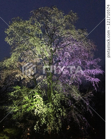 Illuminated cherry blossoms at night 121710574