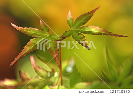楓樹(新芽,美麗的外觀,秋天的葉子,黃葉圖像) 楓樹(新芽,美麗的外觀,秋天的葉子,黃葉圖像) 121710580