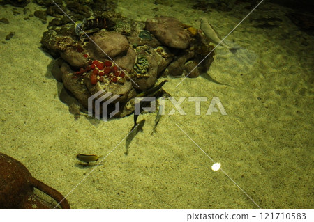 mineral Canaphite is red in the shape of a flower. Stone flower in the aquarium mineral Canaphite is red in the shape of a flower. Stone flower in the aquarium 121710583