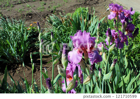 German iris German iris 121710599