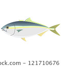 Yellowtail fish vector illustration 121710676