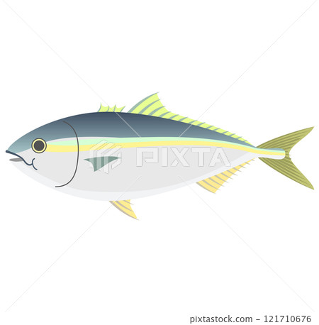 Yellowtail fish vector illustration 121710676