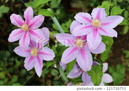 Clematis 121710753