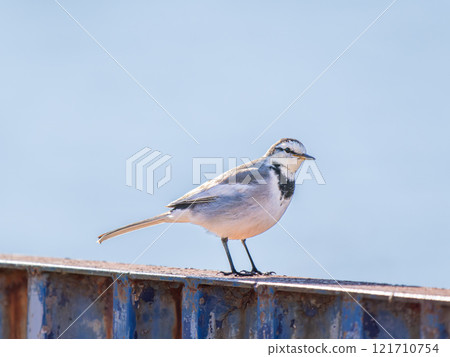 A white wagtail perched on a railing 121710754
