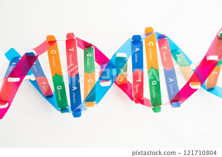 DNA molecule spiral structure model isolated on white background, chromosome and gene chemical science biology. DNA molecule spiral structure model isolated on white background, chromosome and gene chemical science biology. 121710804