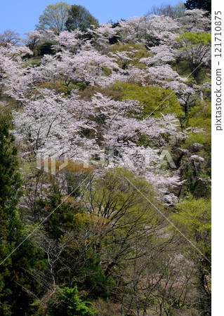 櫻花盛開、綠意盎然[相模原市築井市、4月] 121710875