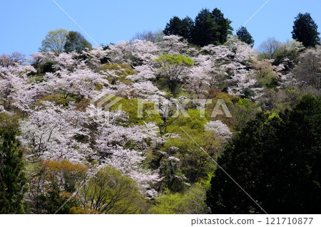 新綠和盛開的櫻花[相模原市津久井，4月] 121710877
