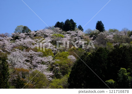 藍天映襯下的櫻山 [相模原市築井市 4 月] 121710878