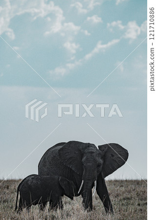 african elephant walking on african savanna Maasai Mara National Game Reserve Park Narok County Kenya East Africa Great Rift Valley Landscapes Grasslands Savannah Wilderness Travel Documentary Explore african elephant walking on african savanna Maasai Mara National Game Reserve Park Narok County Kenya East Africa Great Rift Valley Landscapes Grasslands Savannah Wilderness Travel Documentary Explore 121710886