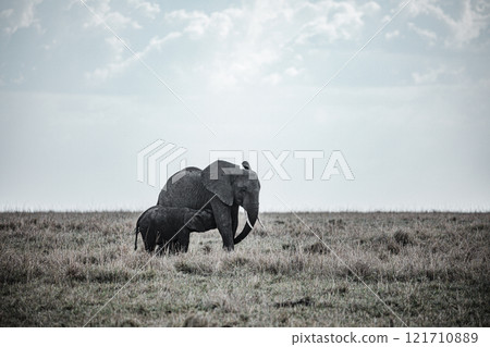 african elephant walking on african savanna Maasai Mara National Game Reserve Park Narok County Kenya East Africa Great Rift Valley Landscapes Grasslands Savannah Wilderness Travel Documentary Explore african elephant walking on african savanna Maasai Mara National Game Reserve Park Narok County Kenya East Africa Great Rift Valley Landscapes Grasslands Savannah Wilderness Travel Documentary Explore 121710889