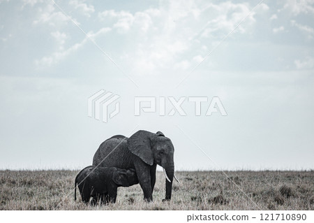 african elephant walking on african savanna Maasai Mara National Game Reserve Park Narok County Kenya East Africa Great Rift Valley Landscapes Grasslands Savannah Wilderness Travel Documentary Explore african elephant walking on african savanna Maasai Mara National Game Reserve Park Narok County Kenya East Africa Great Rift Valley Landscapes Grasslands Savannah Wilderness Travel Documentary Explore 121710890