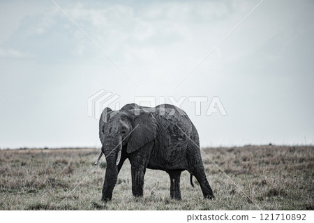 african elephant walking on african savanna Maasai Mara National Game Reserve Park Narok County Kenya East Africa Great Rift Valley Landscapes Grasslands Savannah Wilderness Travel Documentary Explore african elephant walking on african savanna Maasai Mara National Game Reserve Park Narok County Kenya East Africa Great Rift Valley Landscapes Grasslands Savannah Wilderness Travel Documentary Explore 121710892
