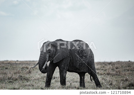 african elephant walking on african savanna Maasai Mara National Game Reserve Park Narok County Kenya East Africa Great Rift Valley Landscapes Grasslands Savannah Wilderness Travel Documentary Explore 121710894