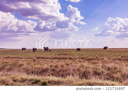 african elephant walking on african savanna Maasai Mara National Game Reserve Park Narok County Kenya East Africa Great Rift Valley Landscapes Grasslands Savannah Wilderness Travel Documentary Explore 121710897