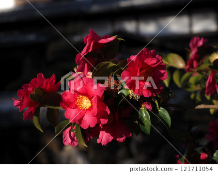 Red camellia in the sunlight (Kawanose Park) 121711054