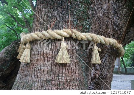 Shimenawa, Oahiko Shrine, camphor tree, sacred tree (Naruto City, Tokushima Prefecture) 121711077