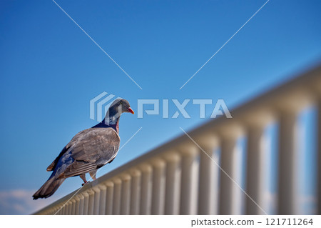 Wood pigeon on white railing against blue sky 121711264
