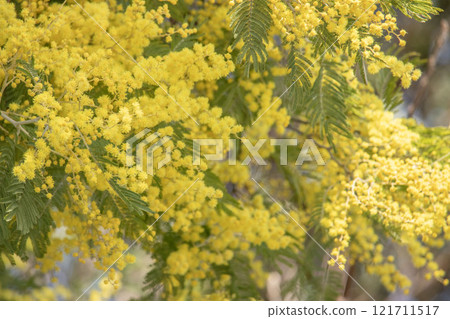 美麗的含羞草花 121711517