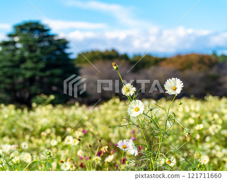可愛的淡黃色宇宙 121711660
