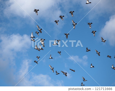 Pigeons flying in a flock in the winter sky (pigeons flapping in the blue sky) 121711666