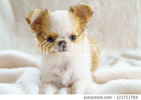 Long-coated chihuahua puppy on a white blanket 121711769
