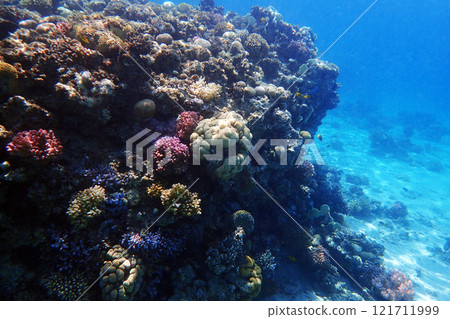coral reef in the Red Sea 121711999
