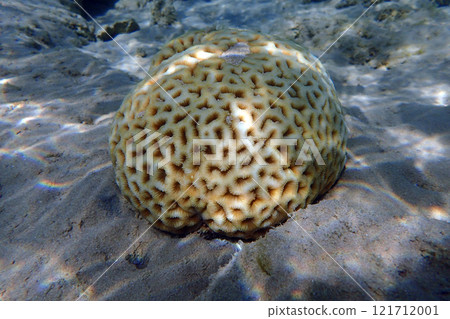 coral from the red sea coral from the red sea 121712001