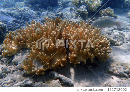coral from the red sea 121712002