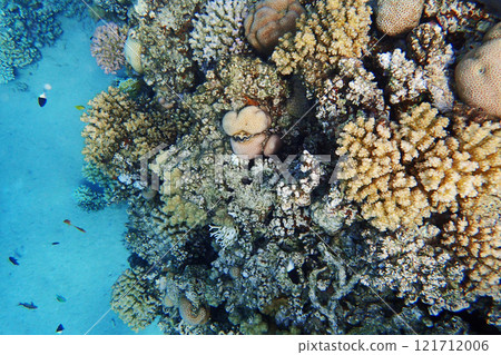 coral reef in the Red Sea 121712006