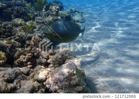 Naso unicornis fish 121712008