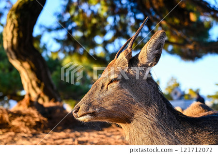 Wild sika deer Wild sika deer 121712072