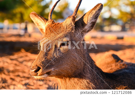 Wild sika deer Wild sika deer 121712086