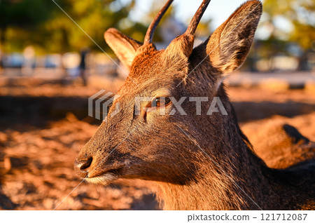 Wild sika deer 121712087