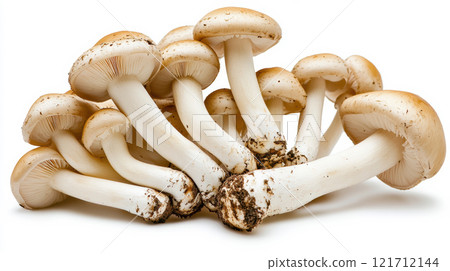 Mushroom isolated on white background. 121712144