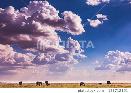 elephants family in the wild Maasai Mara National Game Reserve Park Narok County Kenya East Africa Great Rift Valley Landscapes Grasslands Savannah Wilderness Travel Documentary Explore Wild Wildlife elephants family in the wild Maasai Mara National Game Reserve Park Narok County Kenya East Africa Great Rift Valley Landscapes Grasslands Savannah Wilderness Travel Documentary Explore Wild Wildlife 121712191