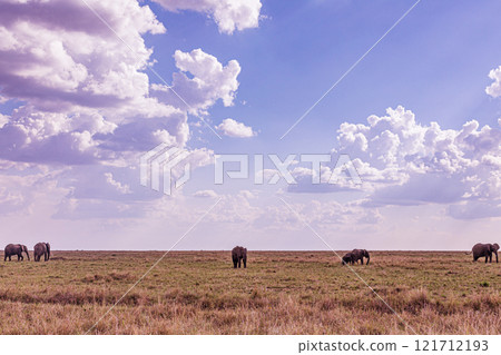 elephants family in the wild Maasai Mara National Game Reserve Park Narok County Kenya East Africa Great Rift Valley Landscapes Grasslands Savannah Wilderness Travel Documentary Explore Wild Wildlife  121712193