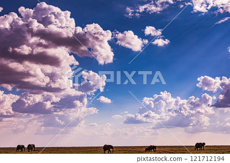elephants family in the wild Maasai Mara National Game Reserve Park Narok County Kenya East Africa Great Rift Valley Landscapes Grasslands Savannah Wilderness Travel Documentary Explore Wild Wildlife  121712194