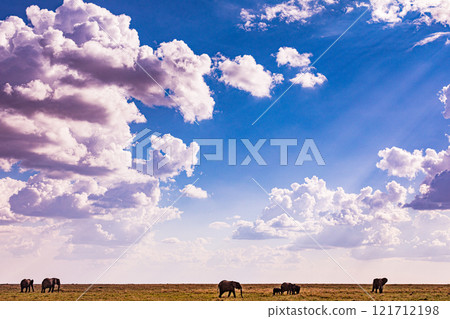 elephants family in the wild Maasai Mara National Game Reserve Park Narok County Kenya East Africa Great Rift Valley Landscapes Grasslands Savannah Wilderness Travel Documentary Explore Wild Wildlife elephants family in the wild Maasai Mara National Game Reserve Park Narok County Kenya East Africa Great Rift Valley Landscapes Grasslands Savannah Wilderness Travel Documentary Explore Wild Wildlife 121712198