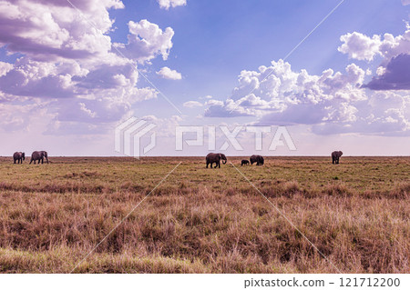 elephants family in the wild Maasai Mara National Game Reserve Park Narok County Kenya East Africa Great Rift Valley Landscapes Grasslands Savannah Wilderness Travel Documentary Explore Wild Wildlife elephants family in the wild Maasai Mara National Game Reserve Park Narok County Kenya East Africa Great Rift Valley Landscapes Grasslands Savannah Wilderness Travel Documentary Explore Wild Wildlife 121712200