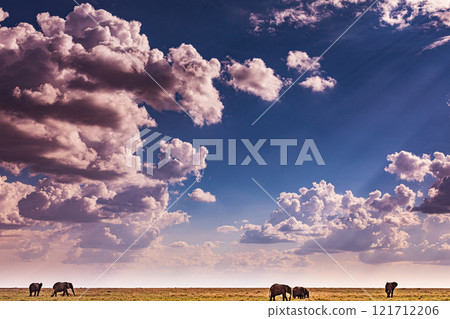 elephants family in the wild Maasai Mara National Game Reserve Park Narok County Kenya East Africa Great Rift Valley Landscapes Grasslands Savannah Wilderness Travel Documentary Explore Wild Wildlife  121712206