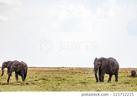 elephants family in the wild Maasai Mara National Game Reserve Park Narok County Kenya East Africa Great Rift Valley Landscapes Grasslands Savannah Wilderness Travel Documentary Explore Wild Wildlife  121712215