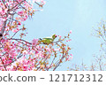 Parakeet drinking nectar from cherry blossoms 121712312