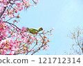 Parakeet drinking nectar from cherry blossoms 121712314