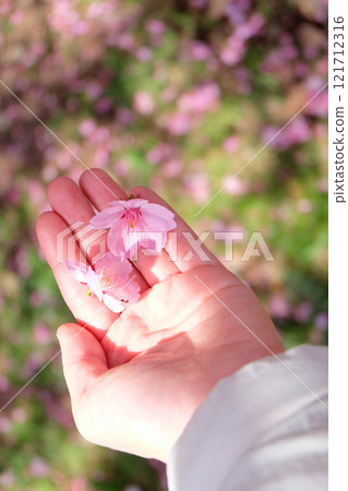 Palms holding cherry blossoms Palms holding cherry blossoms 121712316